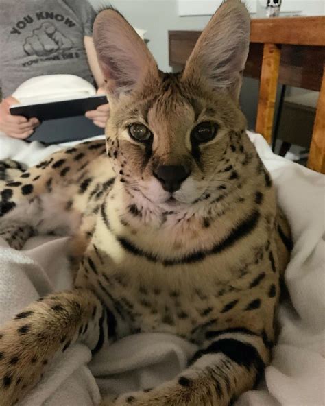 chloe the serval instagram